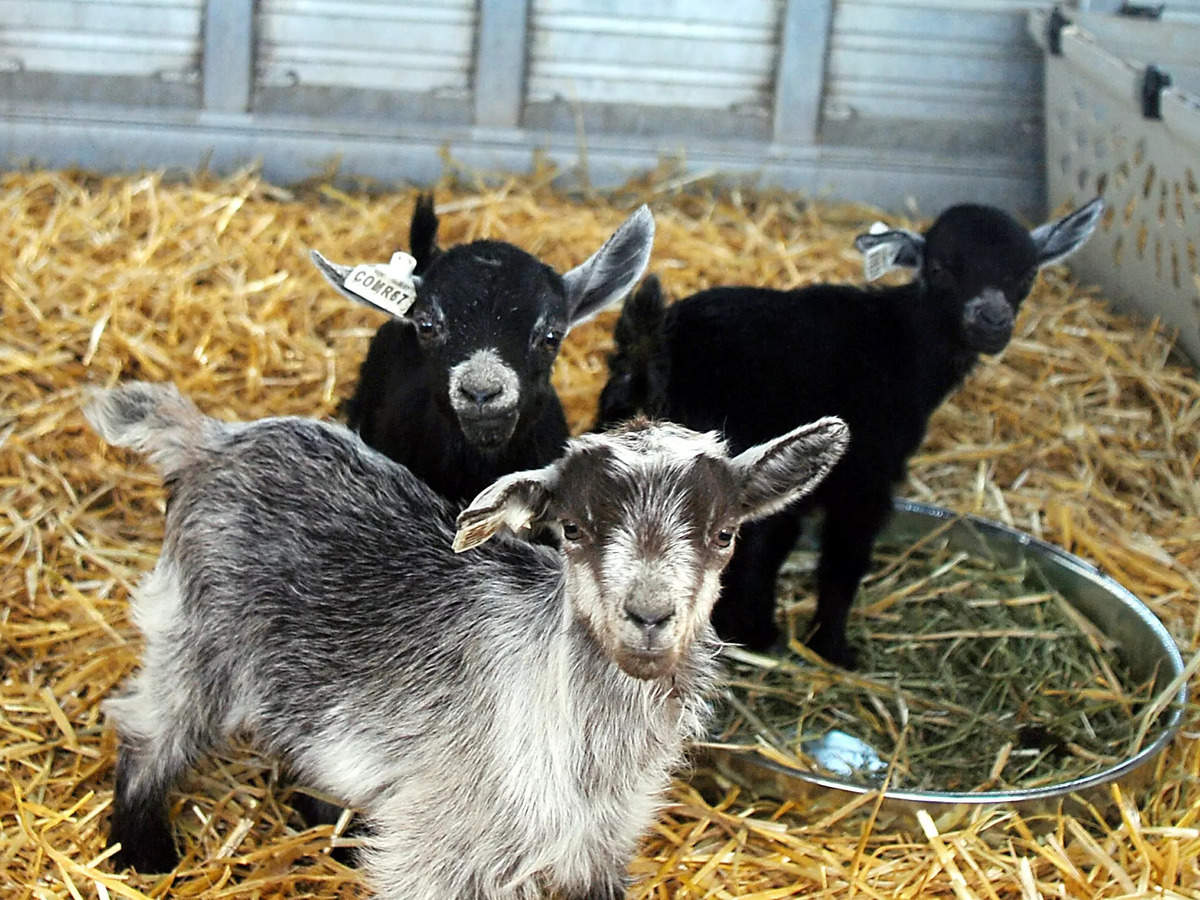The director of a zoo in Mexico had 4 of its 10 pygmy goats cooked up for a New Year's feast, authorities say | Business Insider India
