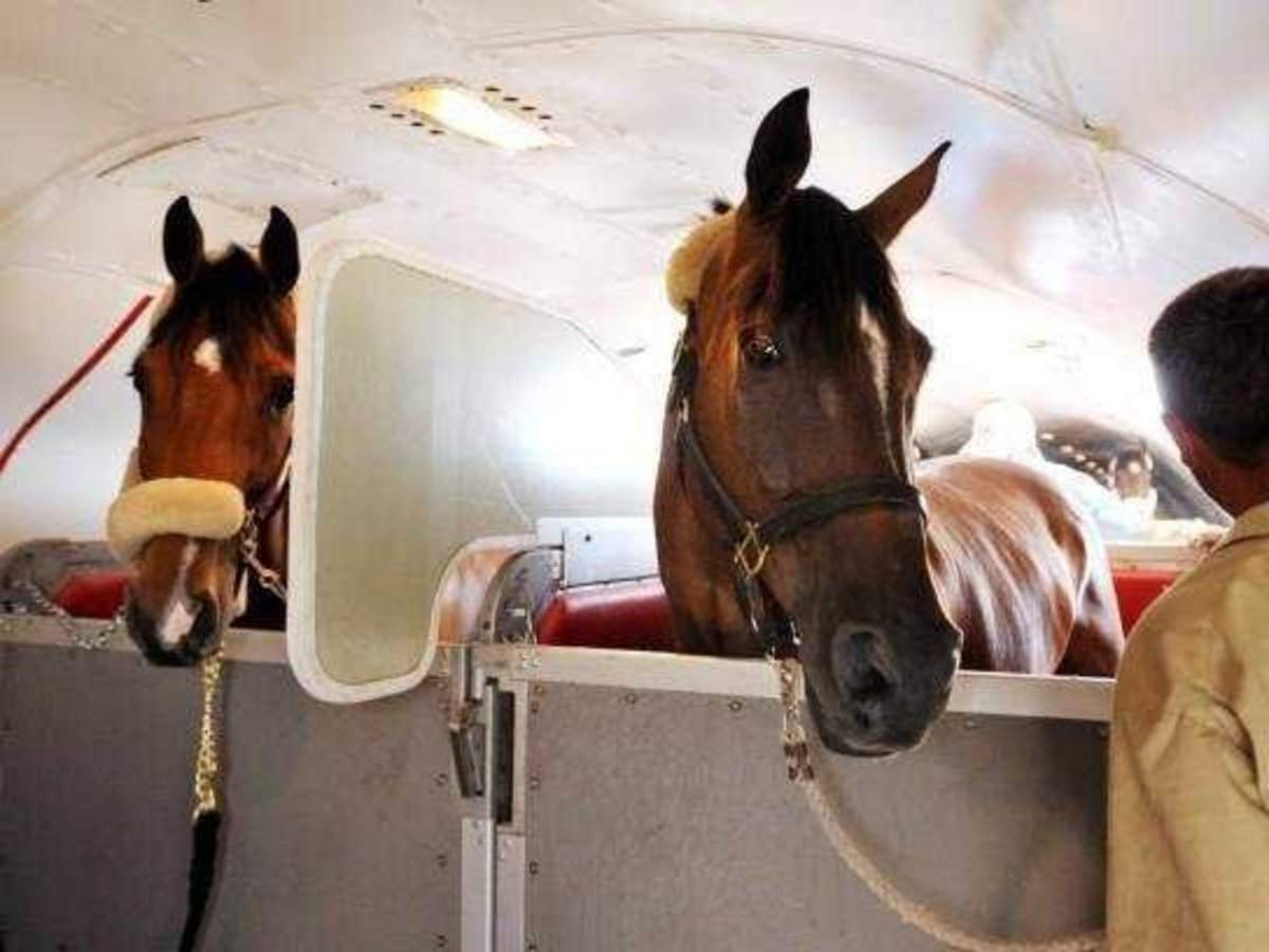Air Horse One On Board The Custom Aircraft That Transports Million Dollar Racehorses Business Insider India
