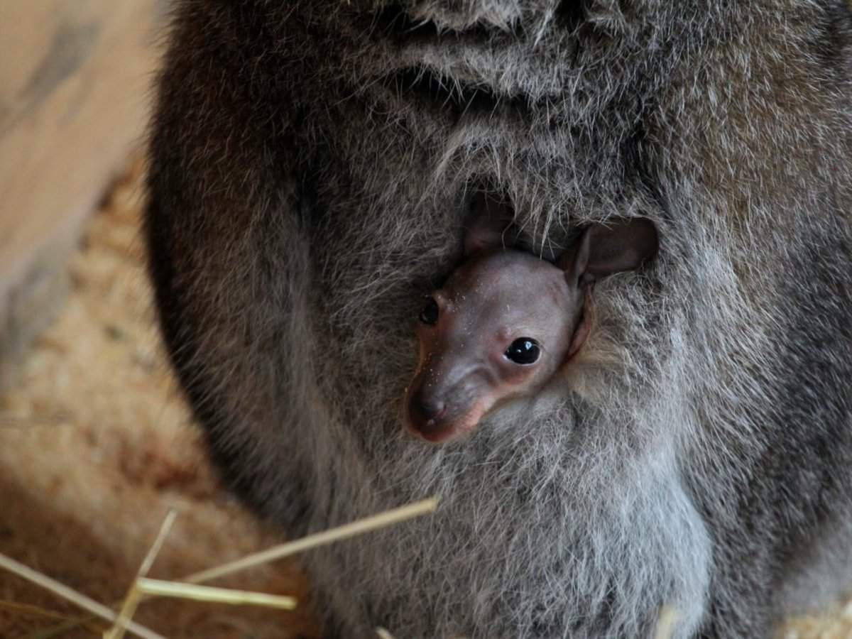 10 of the strangest ways animals give birth | Business Insider India