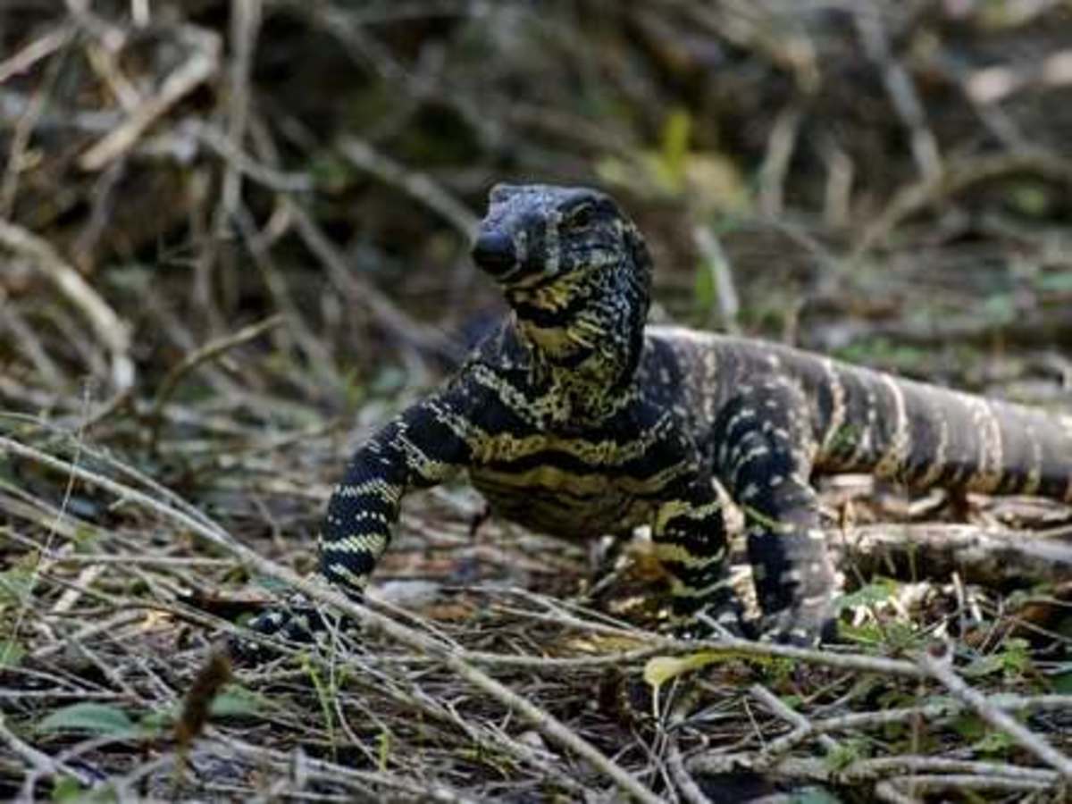 The hub of the world's most venomous animals | Business Insider India