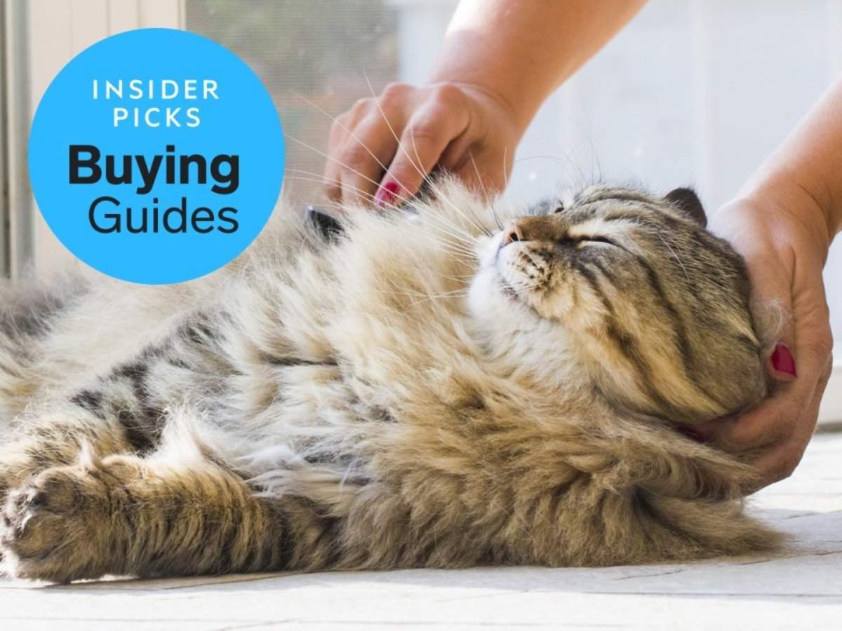 The best cat brushes | Business Insider India