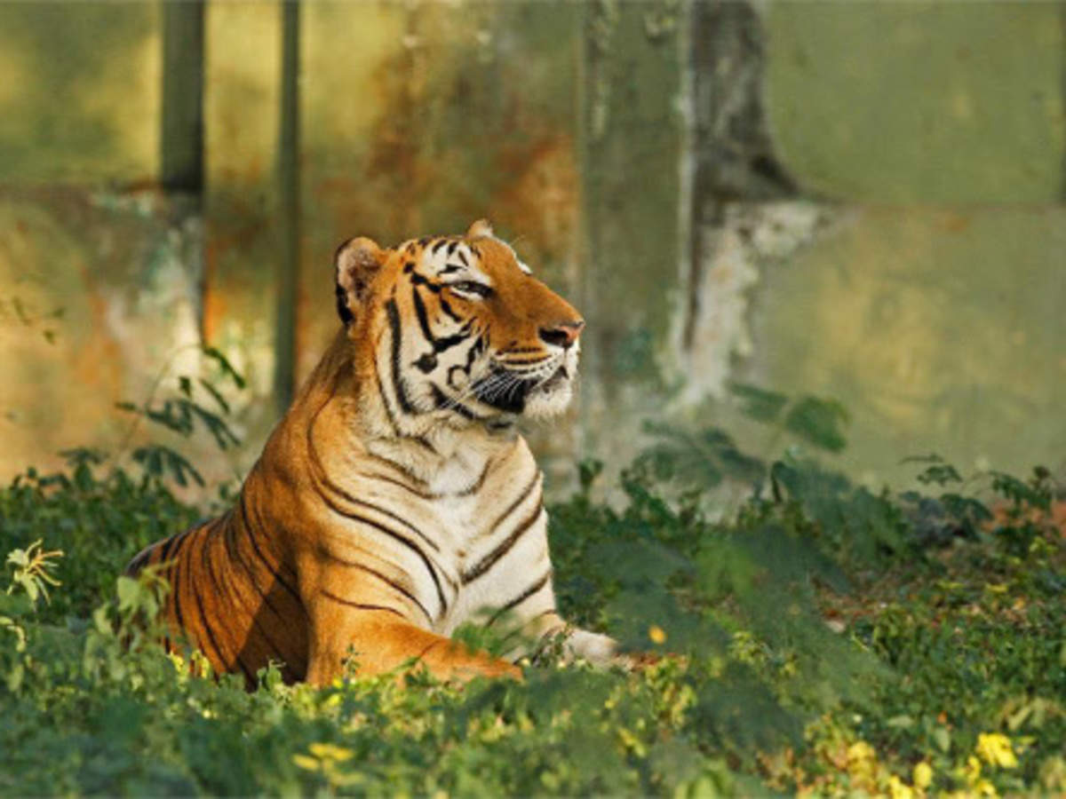 India's tiger population has nearly doubled in 12 years | Business Insider  India