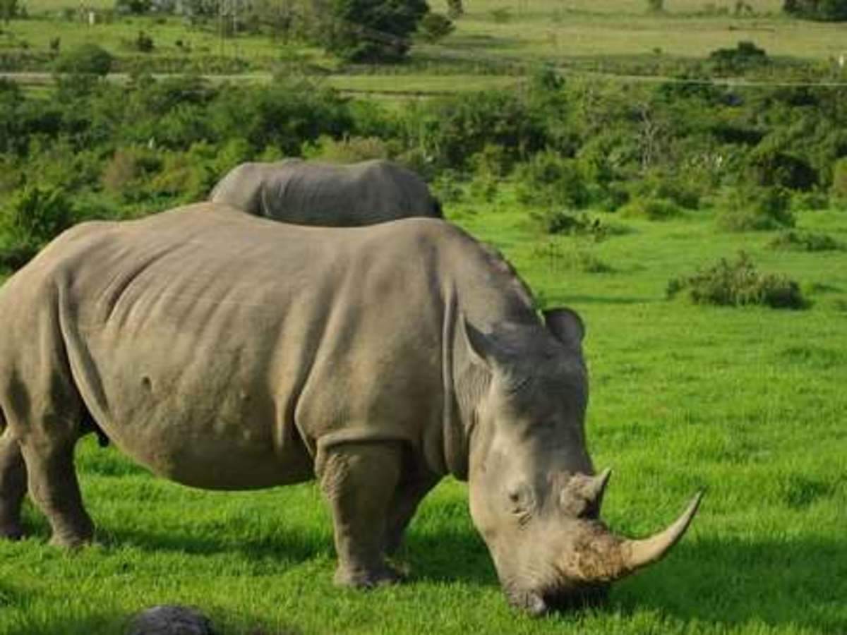 On World Rhino Day, here's a look at five endangered species of Rhino |  BusinessInsider India
