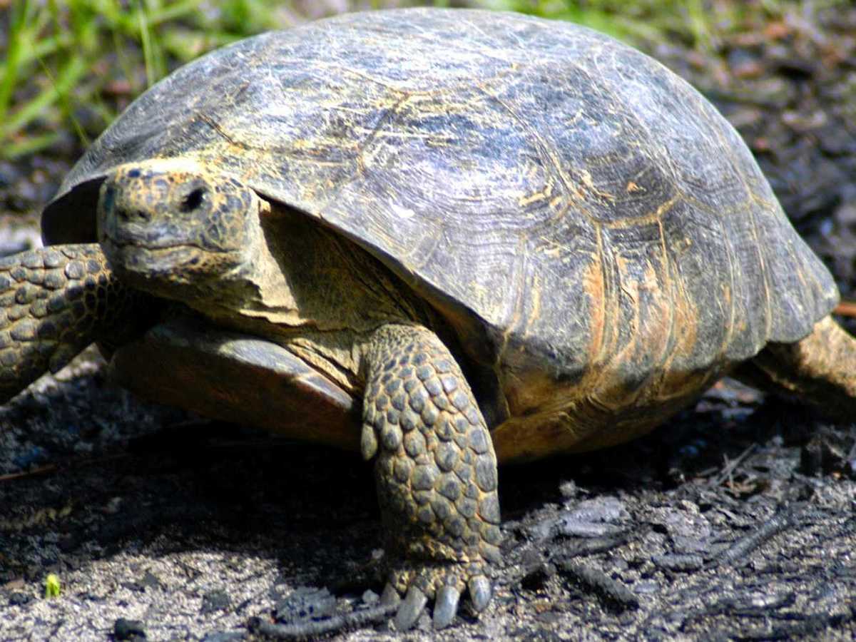 A 200-pound, 60-year-old tortoise has been found after escaping an  enclosure and traveling through 2 counties | Business Insider India
