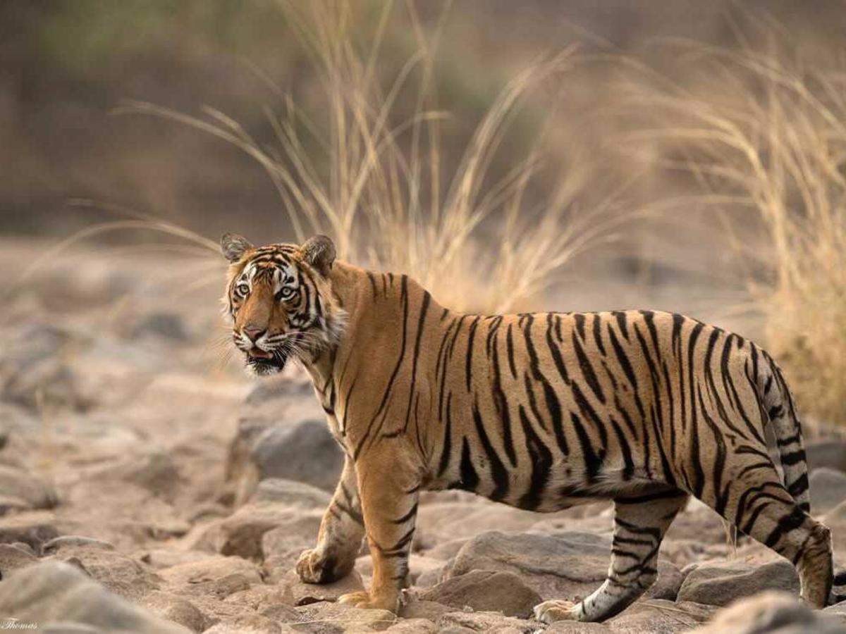 Ranthambore National Park features an excellent variety of wildlife amidst  dry scrublands and fortress ruins | Business Insider India