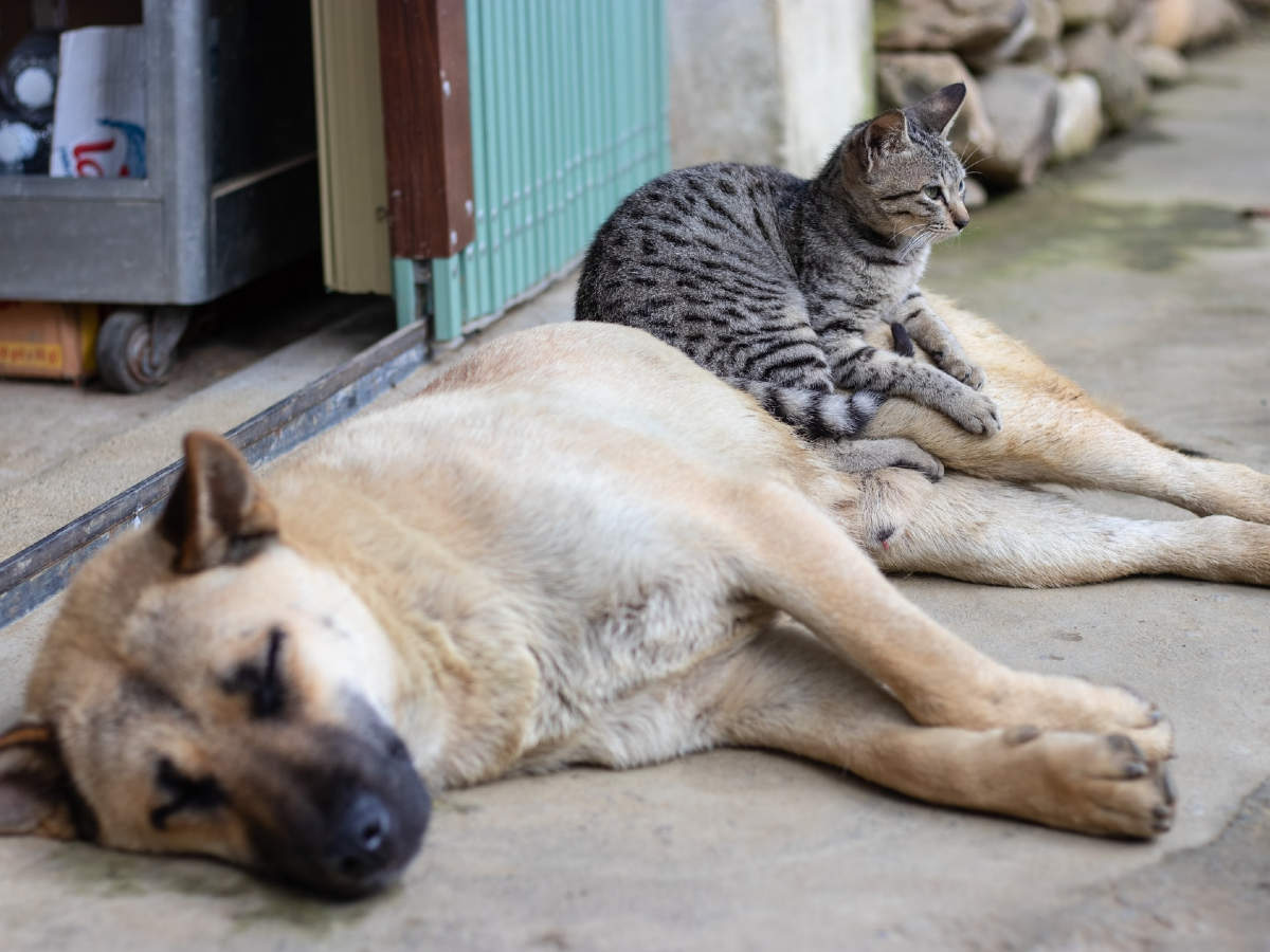 German animal shelter is using Tinder for a good cause — makes profiles of  cats and dogs to increase adoption | Business Insider India