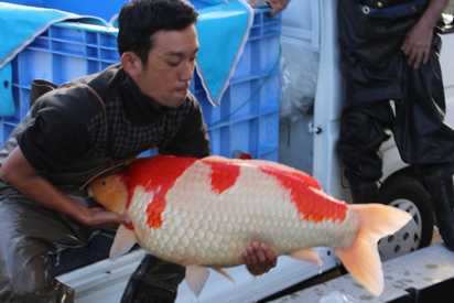 A Koi Fish Seller Says Business Is Booming, Thanks To His Careful Attention  To Detail. He Sometimes Visits 20 Breeders A Day To Source Fish That Can  Sell For Thousands. | Business