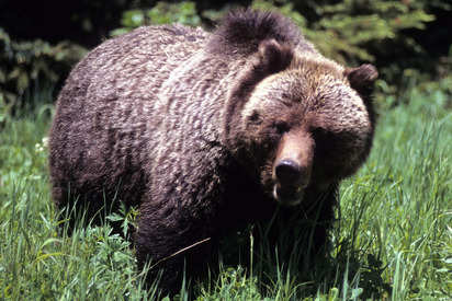 Grizzly Bear  National Wildlife Federation