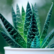 
10 Amazing health benefits of Aloe Vera

