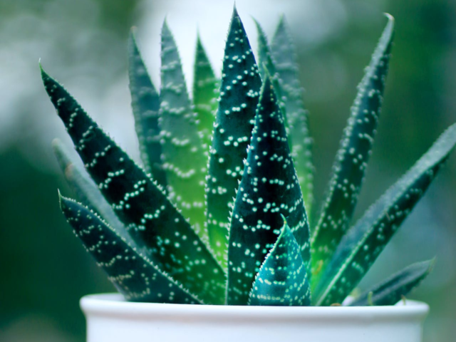 
10 Amazing health benefits of Aloe Vera
