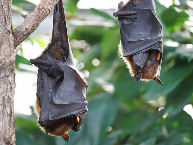 
Blood-thirsty vampire bats will soon begin migrating into other countries, bringing rabies to a ton of livestock
