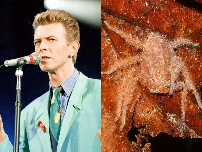 David Bowie and the Heteropoda davidbowie spider