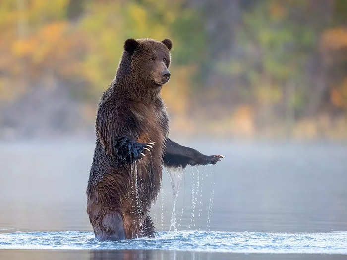 A bear side-eyeing the photographer
