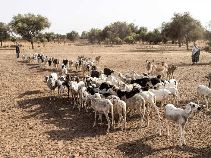 Fulani pastoralists in Senegal have been raising livestock for centuries.