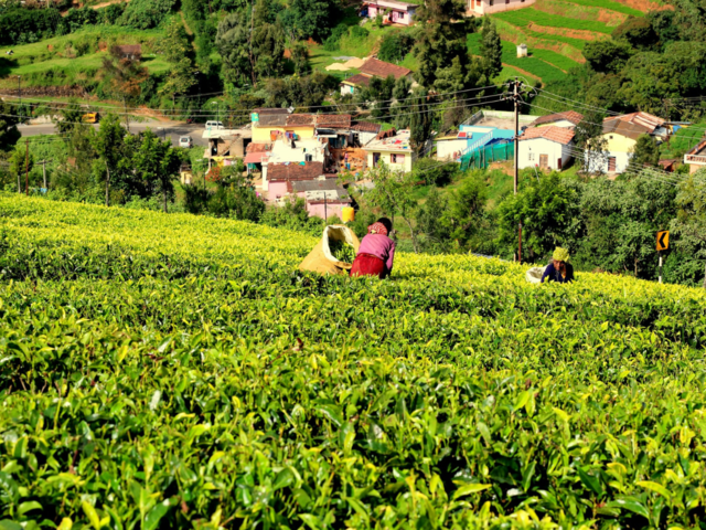
Top tourist places to visit in Ooty in 2024
