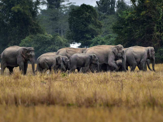 
Tamil Nadu is using army-grade AI surveillance to prevent elephant deaths on railway tracks, and it’s working!
