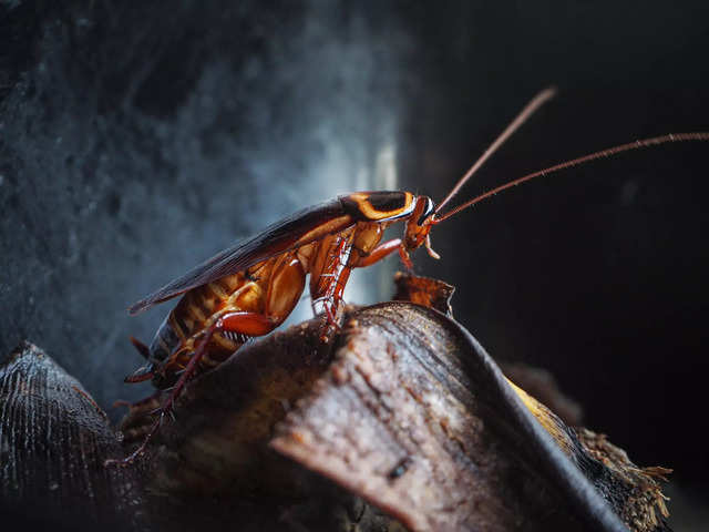 
‘German’ cockroaches most likely came from India around 2,000 years ago, say researchers
