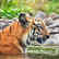 
Cyclone Remal devastates major Bengal tiger habitat in Sunderbans; 100 freshwater ponds washed away
