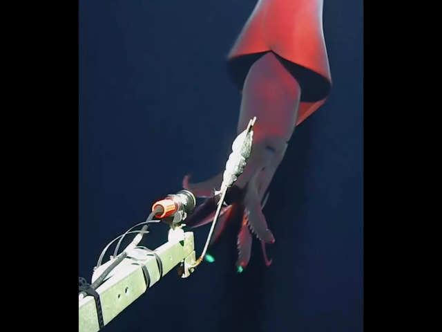 
WATCH: Rare giant squid with ‘headlight’ tentacles spotted attacking underwater camera!
