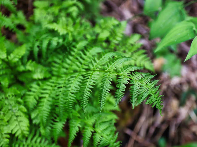 
Grower, not a shower: This tiny Guinness World Record-breaking fern has 50x more DNA than humans!
