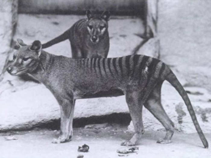 10 Animals That Were Hunted To Extinction | BusinessInsider India