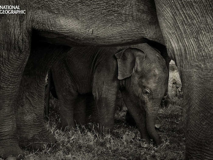 A baby elephant hides under its mother's belly in Sri Lanka. The photographer dubs it the "Best Shelter Ever."