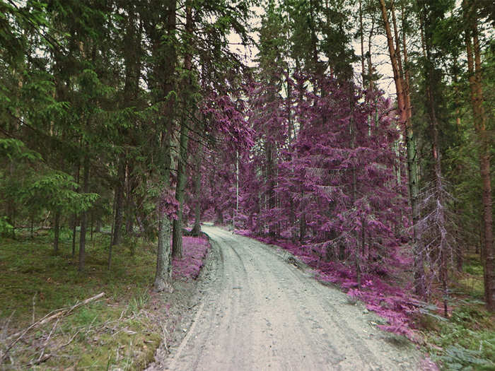 A beautiful image of a forest covered in the purple shield plant.