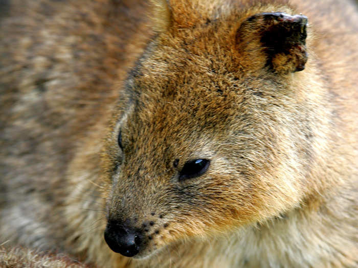 Quokkas are one of the smallest species of the marsupial macropod family, and weigh only five to 11 pounds (about the size of a domestic cat). They live in western Australia, and though they seem super cuddly and fun, they are ruthless survivors.