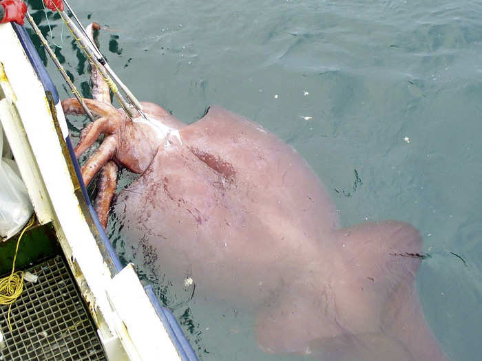 Giant Eyes And Hooked Tentacles: Meet The Colossal Squid | BusinessInsider  India