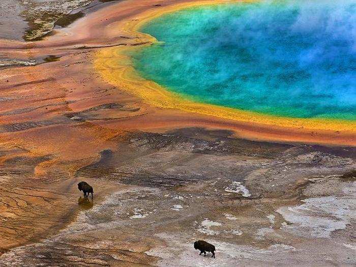 This photo, taken by Lukas Gawenda, shows two Bison near the Grand Prismatic Spring in Yellowstone National park. Grand Prismatic is the largest colorful hot spring in the United States.