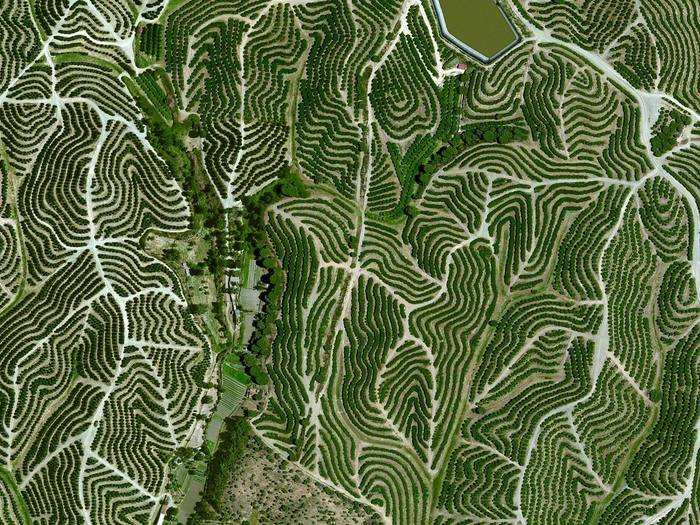 Vineyards swirl on the hills of Huelva, Spain. The climate there is ideal for grape growing with an average temperature of 64 degrees and a relative humidity between 60% and 80%.