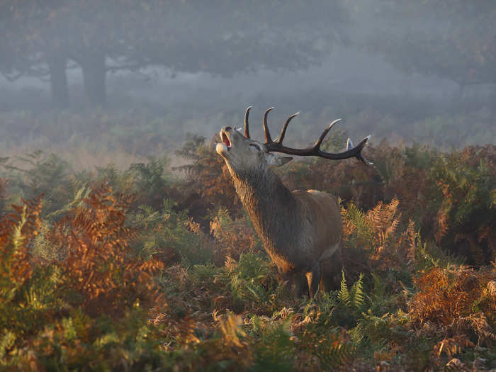 This nature shot from London's Richmond Park, titled “Stag Deer Bellowing,” by Prashant Meswani, was an honorable mention in National Geographic's 2014 photo contest.
