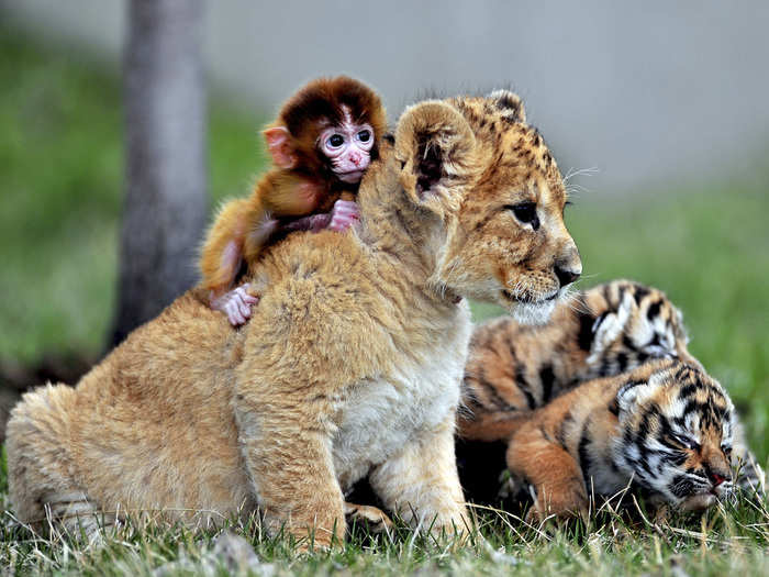 19 unlikely animals who became best friends | BusinessInsider India