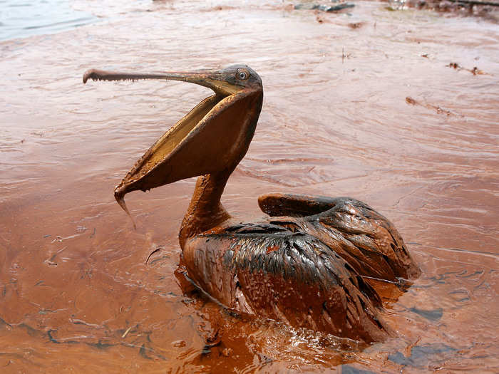 An oil-covered brown pelican sits in a pool of oil in Queen Bess Island Pelican Rookery, Louisiana following the Deepwater Horizon oil spill, which began on April 20, 2010. This photo was taken in June, 2010.
