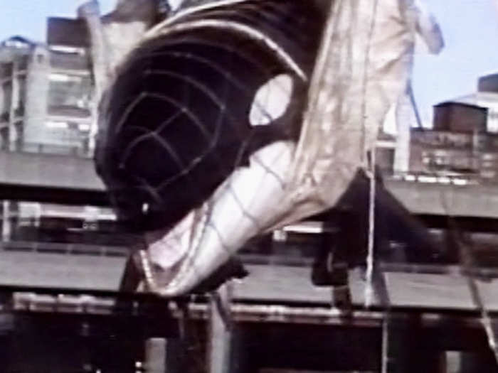 Tillikum was captured off the east coast of Iceland when he was 3 years old.