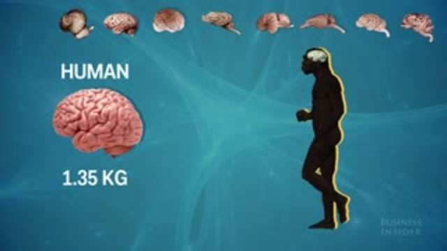 Here's how the human brain compares to other animals