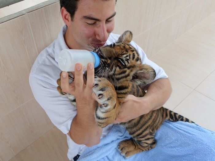 After heading to Europe, Friedeberg flew first class on Thai Airways to Bangkok, Thailand, where he played with baby tigers...