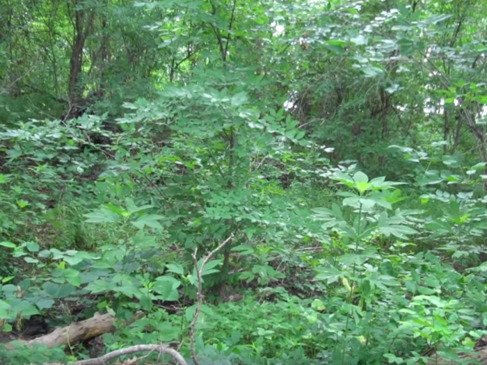 See if you can spot the armed camouflaged Marine watching you