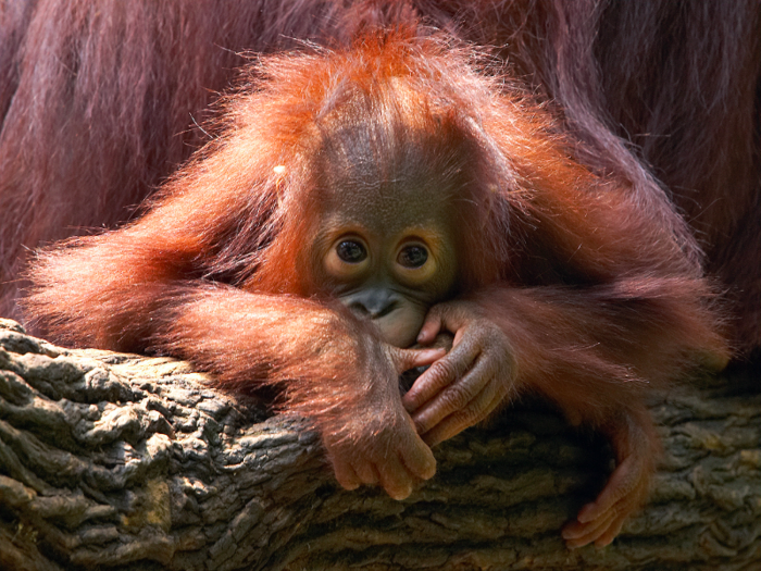 The Bornean orangutan