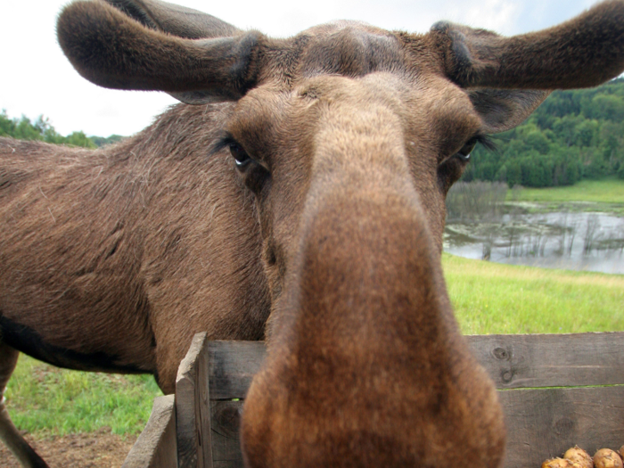 About 500-600 moose-vehicle collisions are reported annually on the island of Newfoundland.