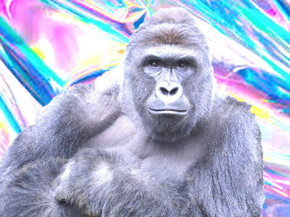 Harambe, the internet's favorite gorilla, may appear at a music festival this year as a hologram | Business Insider India