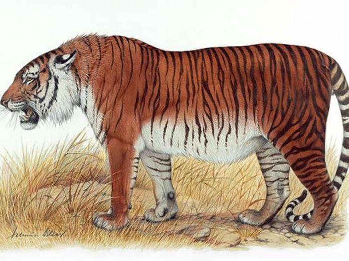 During their prime, Caspian tigers could be found in Turkey and through much of Central Asia, including Iran and Iraq, and in Northwestern China as well, but they went extinct in the 1960s. Some scientists want to bring them back by reintroducing the nearly-identical Siberian tiger to its old habitats, where they expect it to adapt.