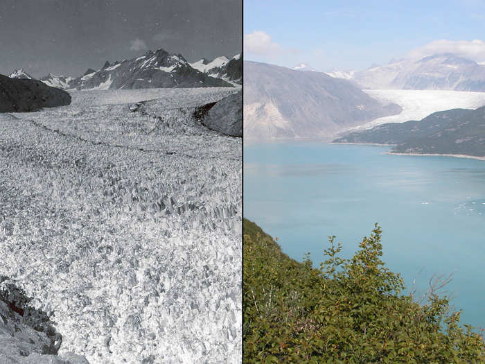 Photographs from the 1940s to the 2000s show the drastic impact of climate change on our planet's glaciers. Here is a photo of Alaska's Muir Glacier, pictured in August 1941 (left) and August 2004 (right).