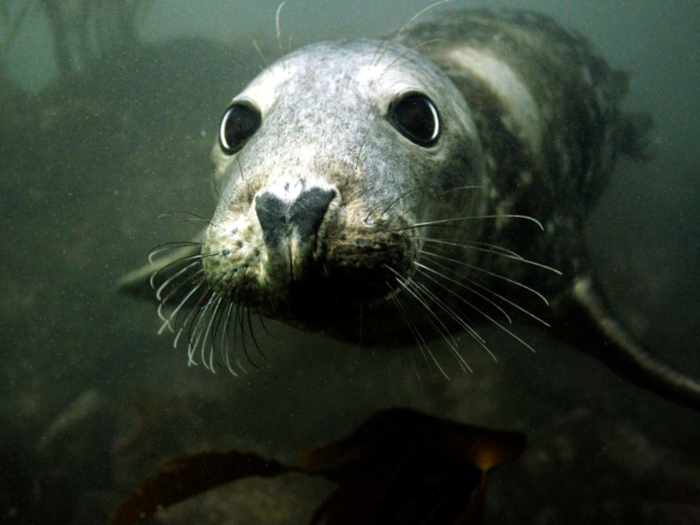 Seals and sea lions may be some of the smelliest gas emitters out there.