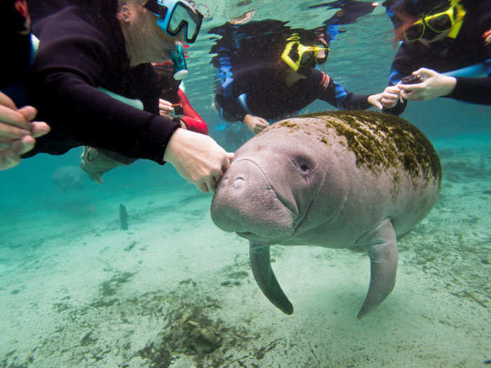 More than 6,300 manatees call Florida home — an impressive comeback since 1991, when there were just around 1,200 of them left. But 540 manatees have been killed already this year, and more than 17% of those deaths have been attributed to the red tide.