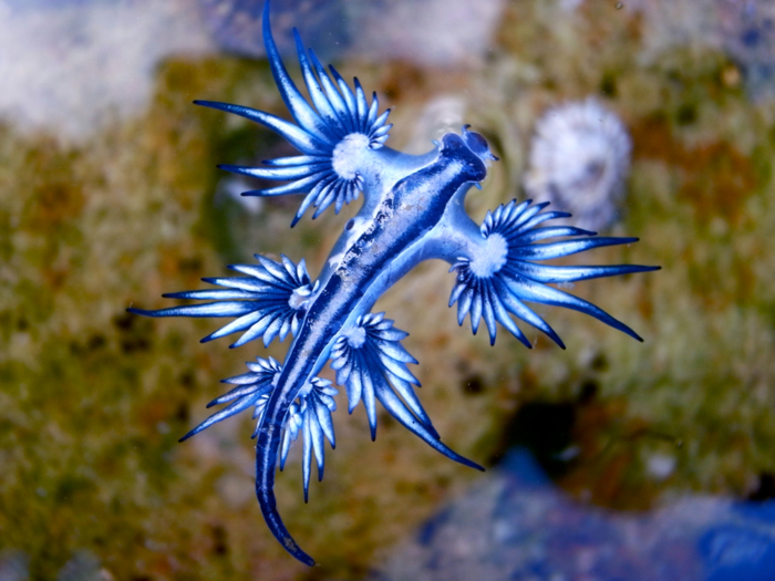 The blue glaucus is the prettiest slug in the sea.