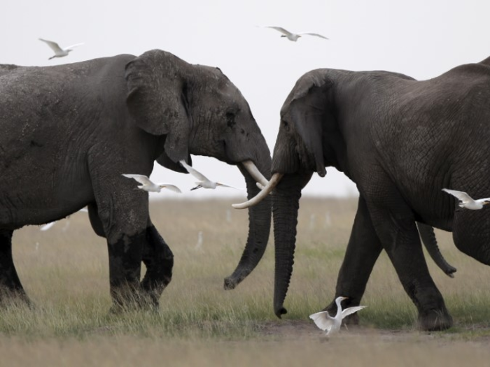 Elephants "hear" with their feet.