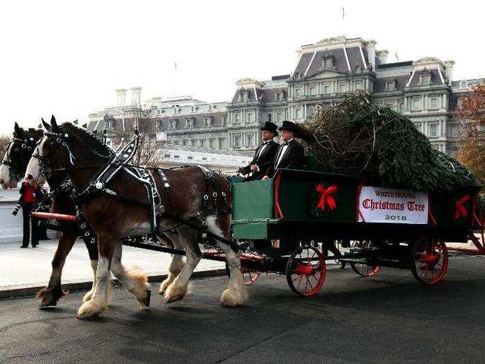The official White House Christmas tree is still delivered in a horse-drawn carriage with drivers in top hats and tuxes.