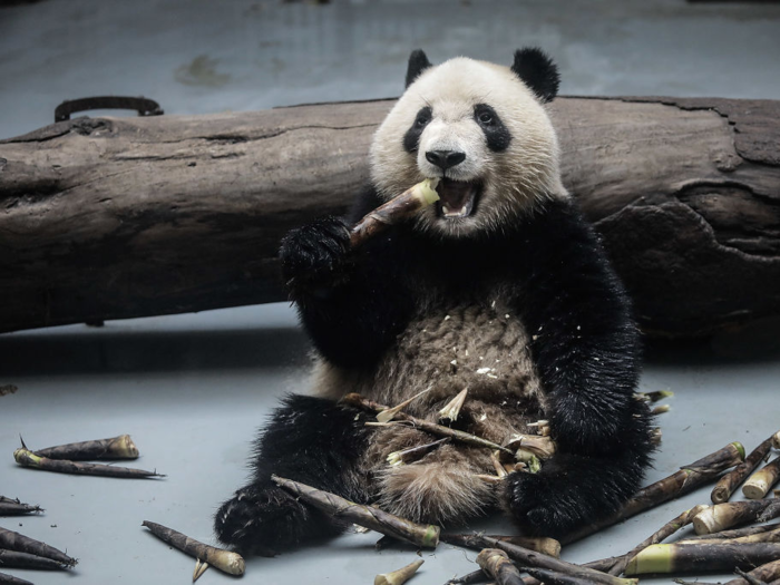 Climate change is wiping out bamboo, which puts giant pandas in danger.