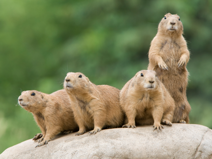 Prairie dogs are generally vegetarian, but they can engage in cannibal behavior.